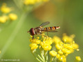 Gemeine Winterschwebfliege, Hain-Schwebfliege (Episyrphus balteatus), Weibchen - DE (HH) 