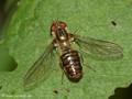 Gemeine Winterschwebfliege, Hain-Schwebfliege (Episyrphus balteatus), Weibchen, dunkle Farbvariante - DE (NI) 
