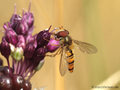 Gemeine Winterschwebfliege, Hain-Schwebfliege (Episyrphus balteatus), Männchen - DE (NI) 