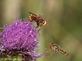 Gemeine Winterschwebfliege, Hain-Schwebfliege (Episyrphus balteatus), Männchen im Anflug und in Gesellschaft einer Gemeinen Breitstirnblasenkopffliege (Sicus ferrugineus) - DE (NI) 