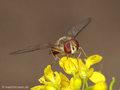 Gemeine Winterschwebfliege, Hain-Schwebfliege (Episyrphus balteatus), Weibchen - DE (NI) 
