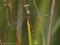 Südliche Binsenjungfer (Lestes barbarus)﻿, Männchen - DE (SH)