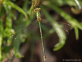 Südliche Binsenjungfer (Lestes barbarus)﻿, Weibchen - FR (Korsika, Balagne)