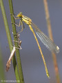 Südliche Binsenjungfer (Lestes barbarus)﻿, Männchen kurz nach dem Schlupf - FR (Korsika, Balagne)