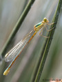 Südliche Binsenjungfer (Lestes barbarus)﻿, Weibchen kurz nach dem Schlupf - FR (Korsika, Balagne)