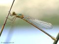 Südliche Binsenjungfer (Lestes barbarus)﻿, Weibchen kurz nach dem Schlupf - FR (Korsika, Balagne)
