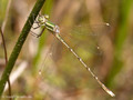 Südliche Binsenjungfer (Lestes barbarus)﻿, unausgefärbtes Männchen - DE (SH)