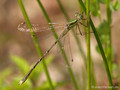 Südliche Binsenjungfer (Lestes barbarus)﻿, Männchen - DE (SH)