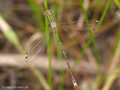 Südliche Binsenjungfer (Lestes barbarus)﻿, Männchen - DE (SH)