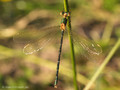 Südliche Binsenjungfer (Lestes barbarus)﻿, Weibchen - DE (MV)