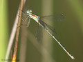 Südliche Binsenjungfer (Lestes barbarus)﻿, Männchen - DE (SH)