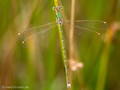 Südliche Binsenjungfer (Lestes barbarus)﻿, unausgefärbtes Männchen - DE (HH)