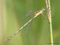 Südliche Binsenjungfer (Lestes barbarus)﻿, junges Weibchen - DE (NI)