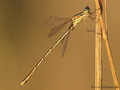 Südliche Binsenjungfer (Lestes barbarus)﻿, Männchen - DE (NI)
