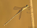 Südliche Binsenjungfer (Lestes barbarus)﻿, Männchen - DE (NI)