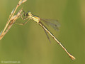 Südliche Binsenjungfer (Lestes barbarus)﻿, Weibchen - DE (NI)