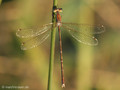 Südliche Binsenjungfer (Lestes barbarus)﻿, Männchen - DE (NI)