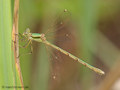 Südliche Binsenjungfer (Lestes barbarus), junges Weibchen - DE (MV)