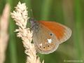Rotbraunes Wiesenvögelchen (Coenonympha glycerion) - DE (NI)