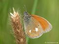 Rotbraunes Wiesenvögelchen (Coenonympha glycerion) - DE (NI)
