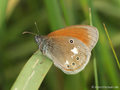 Rotbraunes Wiesenvögelchen (Coenonympha glycerion) - DE (NI)