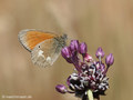 Rotbraunes Wiesenvögelchen (Coenonympha glycerion) - DE (MV)