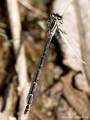 Gemeine Becherjungfer (Enallagma cyathigerum), Weibchen - DE (SH)
