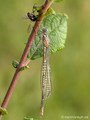 Gemeine Becherjungfer (Enallagma cyathigerum), junges unausgefärbtes Männchen in Gesellschaft einer Fliege (Diptera) - DE (HH)