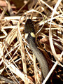 Ringelnatter (Natrix natrix) - DE (HH)