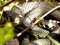 Ringelnatter (Natrix natrix), Paarung - DE (MV)