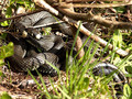 Ringelnatter (Natrix natrix), Paarung - DE (MV)