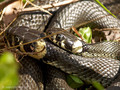 Ringelnatter (Natrix natrix), Paarung - DE (MV)