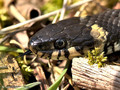 Ringelnatter (Natrix natrix) - DE (HH)