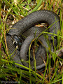 Ringelnatter (Natrix natrix) - DE (HH)
