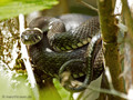 Ringelnatter (Natrix natrix) - DE (MV)