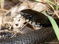 Ringelnatter (Natrix natrix), "Schwärzling" ohne Lunarflecken - DE (NI)