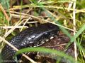 Ringelnatter (Natrix natrix), "Schwärzling" ohne Lunarflecken - DE (NI)