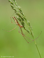 Gemeine Streckerspinne (Tetragnatha extensa), Männchen - DE (MV)