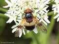 Gemeine Waldschwebfliege (Volucella pellucens), Weibchen - CH (Obwalden)
