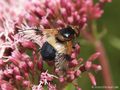 Gemeine Waldschwebfliege (Volucella pellucens), Weibchen - CH (Obwalden)