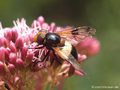 Gemeine Waldschwebfliege (Volucella pellucens), Weibchen - CH (Obwalden)