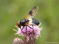 Gemeine Waldschwebfliege (Volucella pellucens), Weibchen - CH (Obwalden)