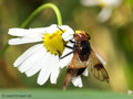 Gemeine Waldschwebfliege (Volucella pellucens), Weibchen - DE (NI)