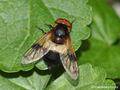 Gemeine Waldschwebfliege (Volucella pellucens), Weibchen - DE (HH)