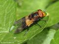 Gemeine Waldschwebfliege (Volucella pellucens), Weibchen - DE (HH)