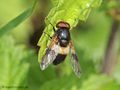 Gemeine Waldschwebfliege (Volucella pellucens), Männchen - DE (MV)
