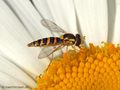 Langbauchschwebfliege (Sphaerophoria spec.), Weibchen - DE (HH)