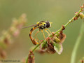 Gemeine Langbauchschwebfliege (Sphaerophoria scripta), Männchen - DE (NI)