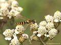 Langbauchschwebfliege (Sphaerophoria spec.), Weibchen - DE (NI)