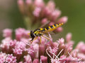 Langbauchschwebfliege (Sphaerophoria spec.), Weibchen - DE (SH)